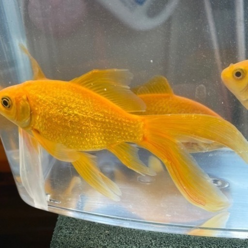 木村養魚場産　キラキラ　3匹