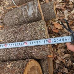 桜の丸太 枝 30センチくらい 10本