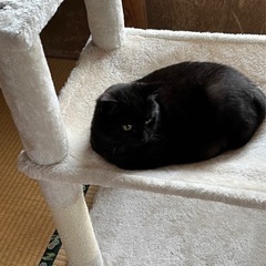 ※トライアル決定※推定5ヶ月　丸顔のかわいい黒猫女子🐈‍⬛ − 佐賀県