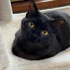 ※トライアル決定※推定5ヶ月　丸顔のかわいい黒猫女子🐈‍⬛の画像