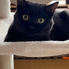 ※トライアル決定※推定5ヶ月　丸顔のかわいい黒猫女子🐈‍⬛ - 猫