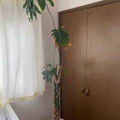 観葉植物　パキラ　