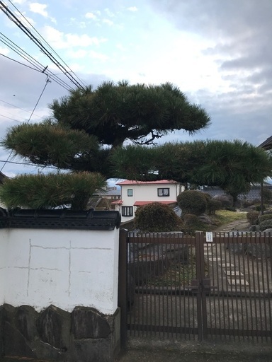 門　松の木