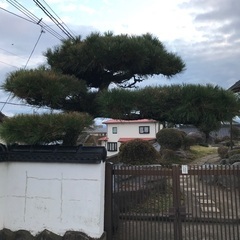 【ネット決済】門　松の木