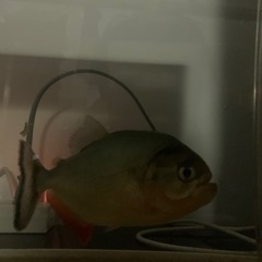魚　赤字覚悟