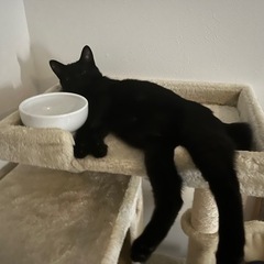 黒猫君(5ヶ月)