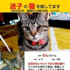 片眼のキジトラ小柄な猫探してます。