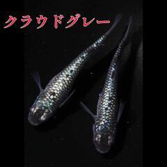 クラウドグレー(上見ブラックダイヤ)　稚魚１０匹＋α