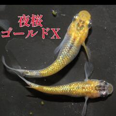夜桜ゴールドX　稚魚１０匹＋α