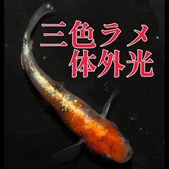 三色ラメ体外光　１０匹＋α