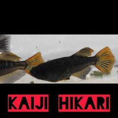 カイジヒカリ　稚魚１０匹＋α