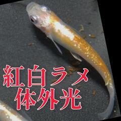 紅白ラメ体外光⑥　稚魚１０匹＋α