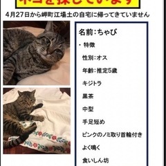 いすみ市　猫探してます