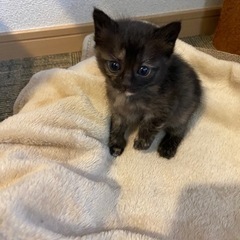 トライアル決定しました！生後1ヶ月おめめのおっきいサビ猫ちゃん