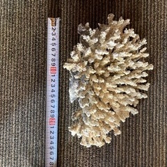サンゴ①（化石）海水