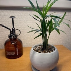 観葉植物　テーブルヤシ　24cm 3号の鉢と受け皿付き