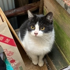 【里親交渉中につき受付停止中】野良猫　生後半年〜1歳未満　♀ハチ...