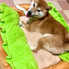 １才の柴犬女の子〈一時締切させて頂きます〉