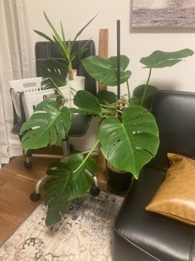 【決定】モンステラ(大) 観葉植物