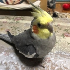 オカメインコ探してます