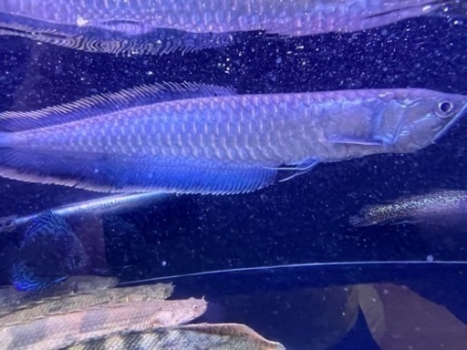 ブラックアロワナ成体1匹