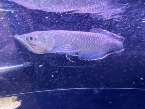 ブラックアロワナ成体1匹 ブラックアロワナ成体1匹