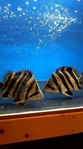 引き取り限定 ダトニオプラスワン 熱帯魚