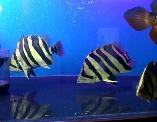 引き取り限定 ダトニオプラスワン 熱帯魚 引き取り限定 ダトニオプラスワン 熱帯魚