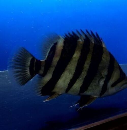 引き取り限定 ダトニオプラスワン 熱帯魚 引き取り限定 ダトニオプラスワン 熱帯魚