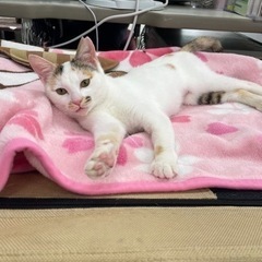 小さい和風美猫さん！