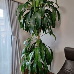 【ネット決済】観葉植物　ドラセナ　幸福の木
