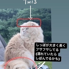 失踪した猫探してます！