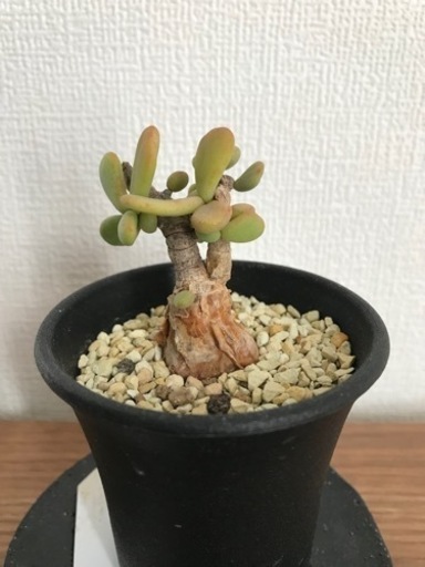 た*し様 ピグマエア　現地株 た*し様 ピグマエア 現地株