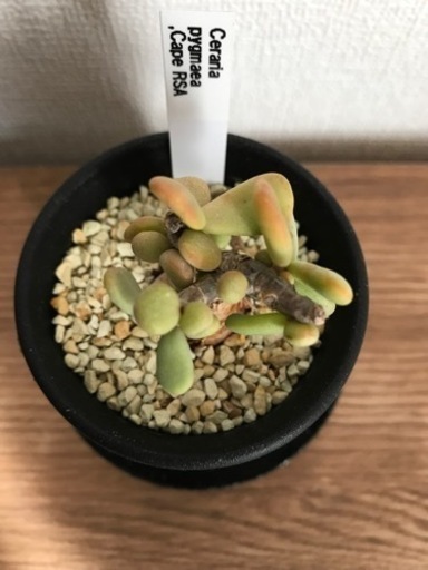 ケラリア・ピグマエア（現地株、発根済）2