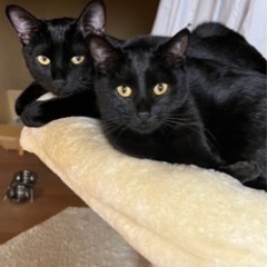 黒猫の兄妹の2匹の里親さんを探しています！