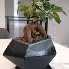 ガジュマル(幹太） 陶器鉢付き 盆栽仕立て 観葉植物 室内