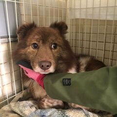 県外応募可能案件保護犬まーちゃん1歳♂@大田区