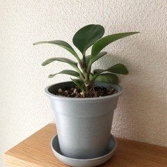 観葉植物　ペペロミア・ジェイド④　19cm　グレーカラーの3.5...