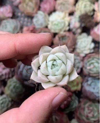 韓国苗 多肉植物美苗 交配種 100苗セット