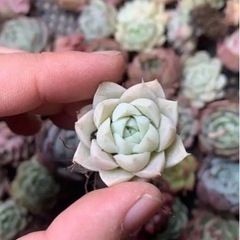 韓国苗 多肉植物美苗 交配種 100苗セット