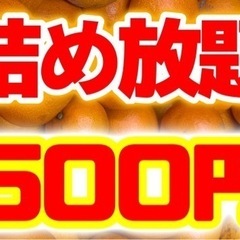 売切御免【みかん詰め放題】500円でみかん山盛