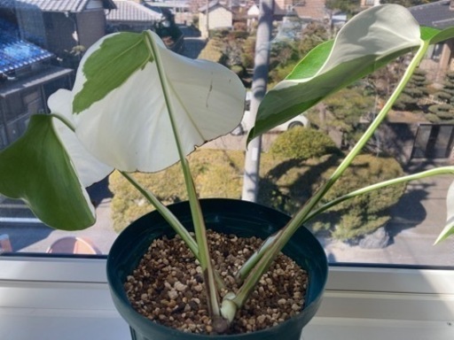 斑入りモンステラ 葉っぱ4枚 ハーフムーン 観葉植物 斑入りモンステラ 葉っぱ4枚 ハーフムーン 観葉植物