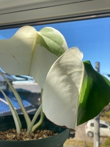 その他 斑入りモンステラ 葉っぱ4枚 ハーフムーン 観葉植物