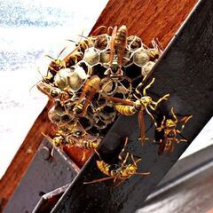  住居に潜む蜂やゴキブリ、 シロアリの防蟻処理は【害虫の生活緊急修理サービス 神奈川営業所】 - 横浜市