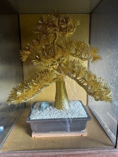 金の松　美品