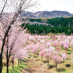 ただ、ただ　山桜を植えたいです。