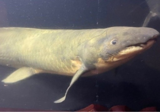 ネオケラトゥドゥス 65cm オーバー 引き取り希望 関東圏の発送要相談