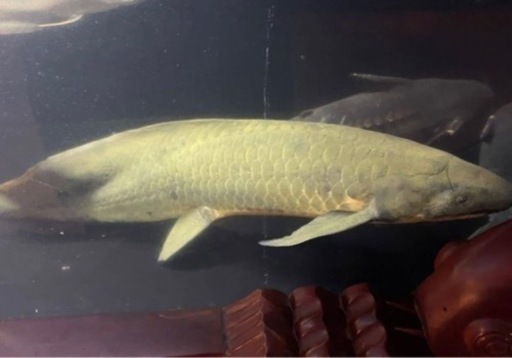 ネオケラトゥドゥス 65cm オーバー 引き取り希望 関東圏の発送要相談