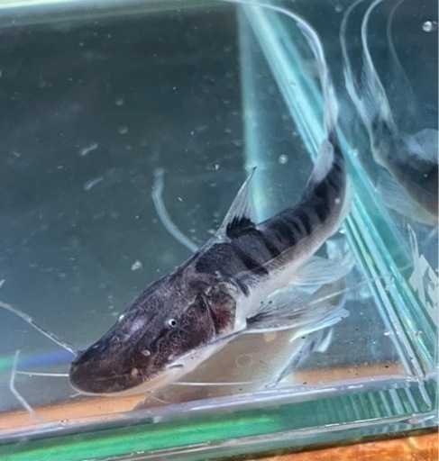 残りわずか 値引きしました！ゼブラキャット WILD ベビー 約7cm