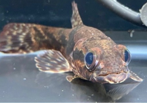リアルタライロン 約18cm